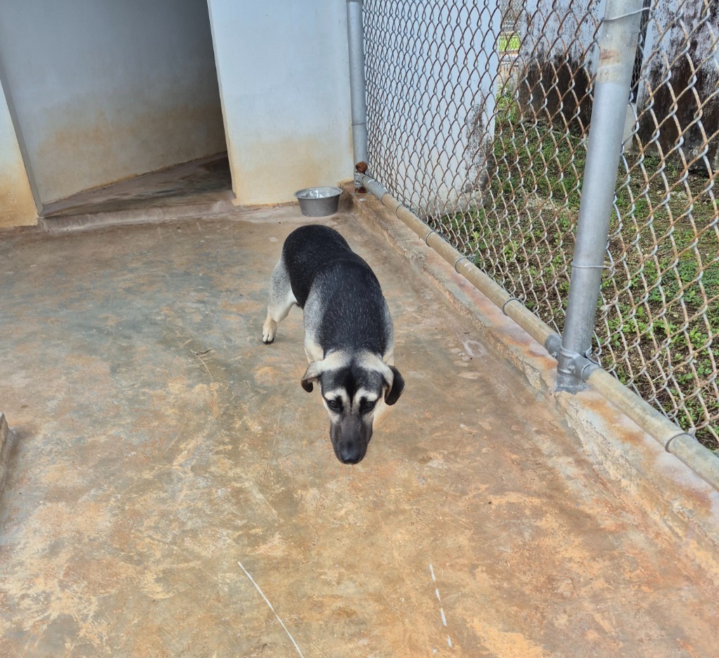 Pierre, an adoptable Affenpinscher in Mangilao, GU, 96923 | Photo Image 2
