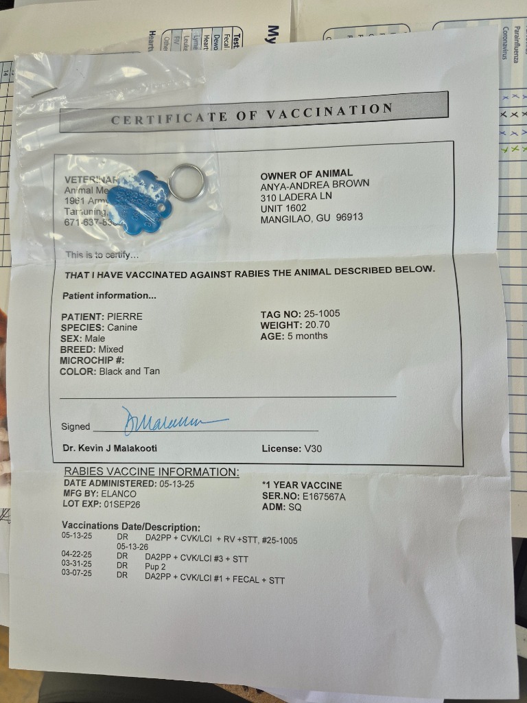 Pierre, an adoptable Affenpinscher in Mangilao, GU, 96923 | Photo Image 3