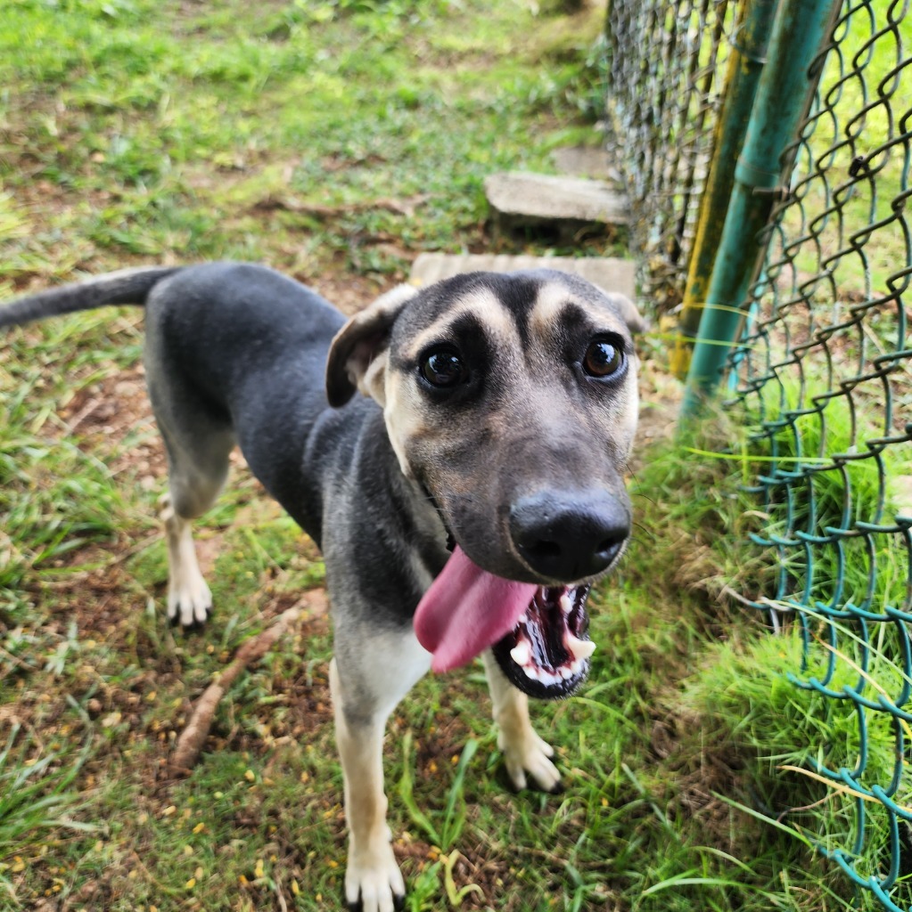 Pierre, an adoptable Affenpinscher in Mangilao, GU, 96923 | Photo Image 4