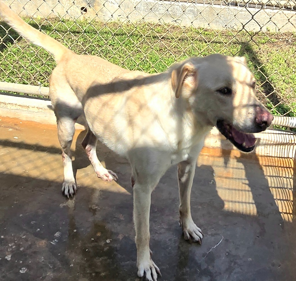 Kenai, an adoptable Labrador Retriever in Mangilao, GU, 96923 | Photo Image 2