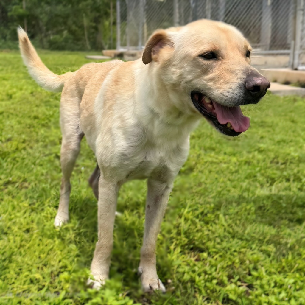 Kenai, an adoptable Labrador Retriever in Mangilao, GU, 96923 | Photo Image 3