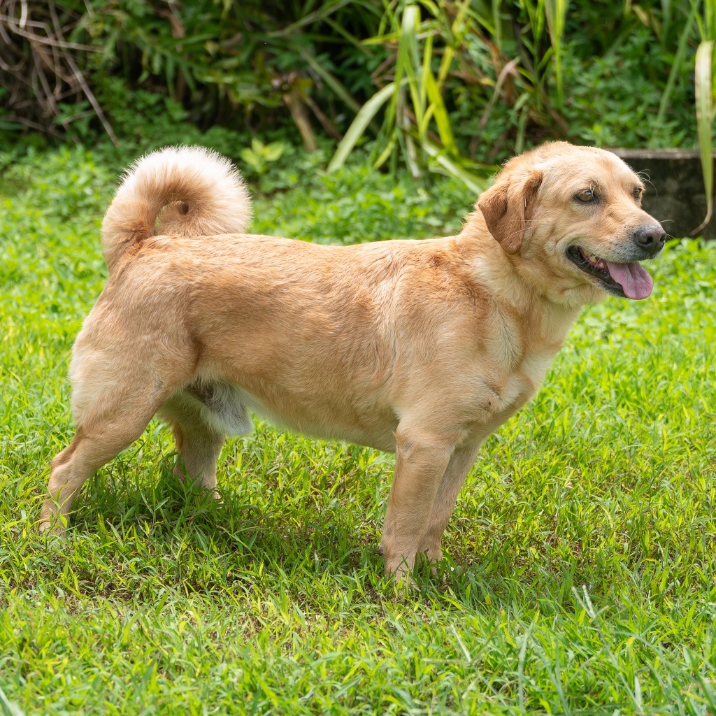 Rallo, an adoptable Labrador Retriever in Mangilao, GU, 96923 | Photo Image 1