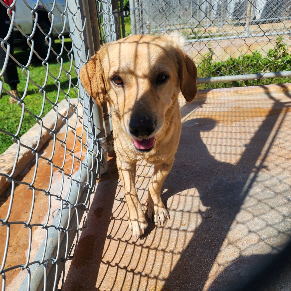Rallo, an adoptable Labrador Retriever in Mangilao, GU, 96923 | Photo Image 2