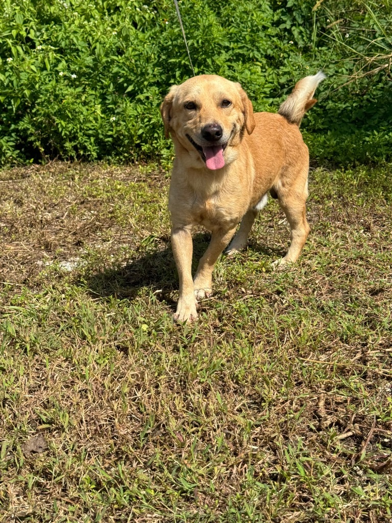 Rallo, an adoptable Labrador Retriever in Mangilao, GU, 96923 | Photo Image 3
