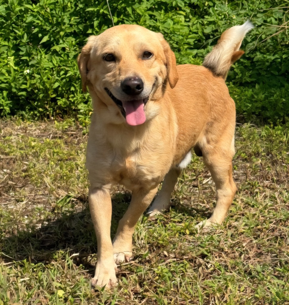 Rallo, an adoptable Labrador Retriever in Mangilao, GU, 96923 | Photo Image 4