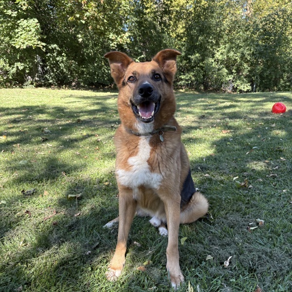 Ice, an adoptable German Shepherd Dog in Pickering, ON, L1V 6K7 | Photo Image 1