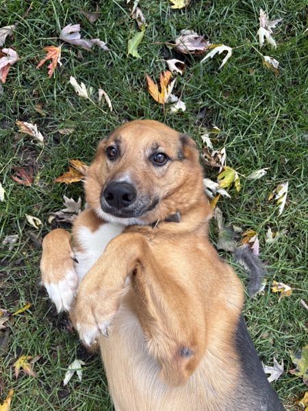 Ice, an adoptable German Shepherd Dog in Pickering, ON, L1V 6K7 | Photo Image 2