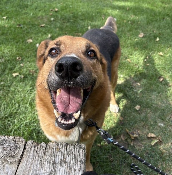 Ice, an adoptable German Shepherd Dog in Pickering, ON, L1V 6K7 | Photo Image 3