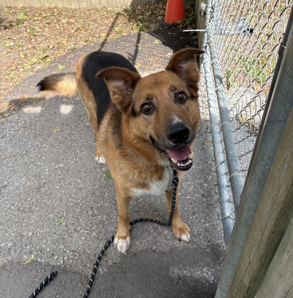 Ice, an adoptable German Shepherd Dog in Pickering, ON, L1V 6K7 | Photo Image 4
