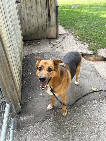 Ice, an adoptable German Shepherd Dog in Pickering, ON, L1V 6K7 | Photo Image 5