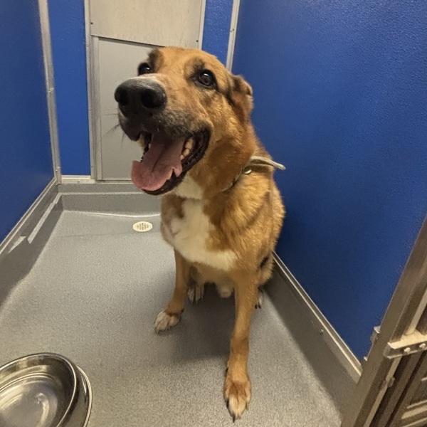 Ice, an adoptable German Shepherd Dog in Pickering, ON, L1V 6K7 | Photo Image 6