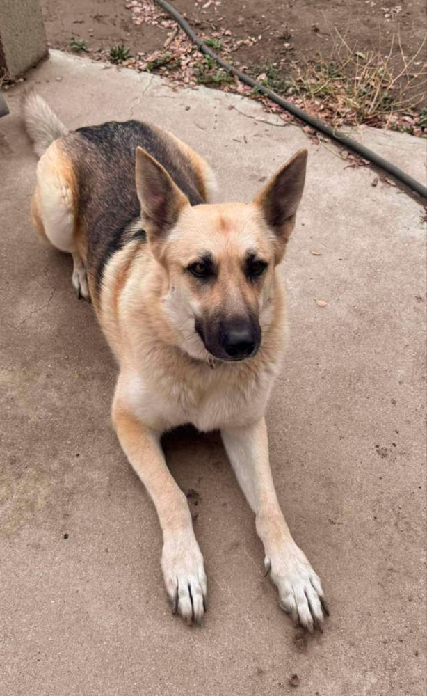 Sassy, an adoptable Pumi in Santa Clarita, CA, 91387 | Photo Image 1