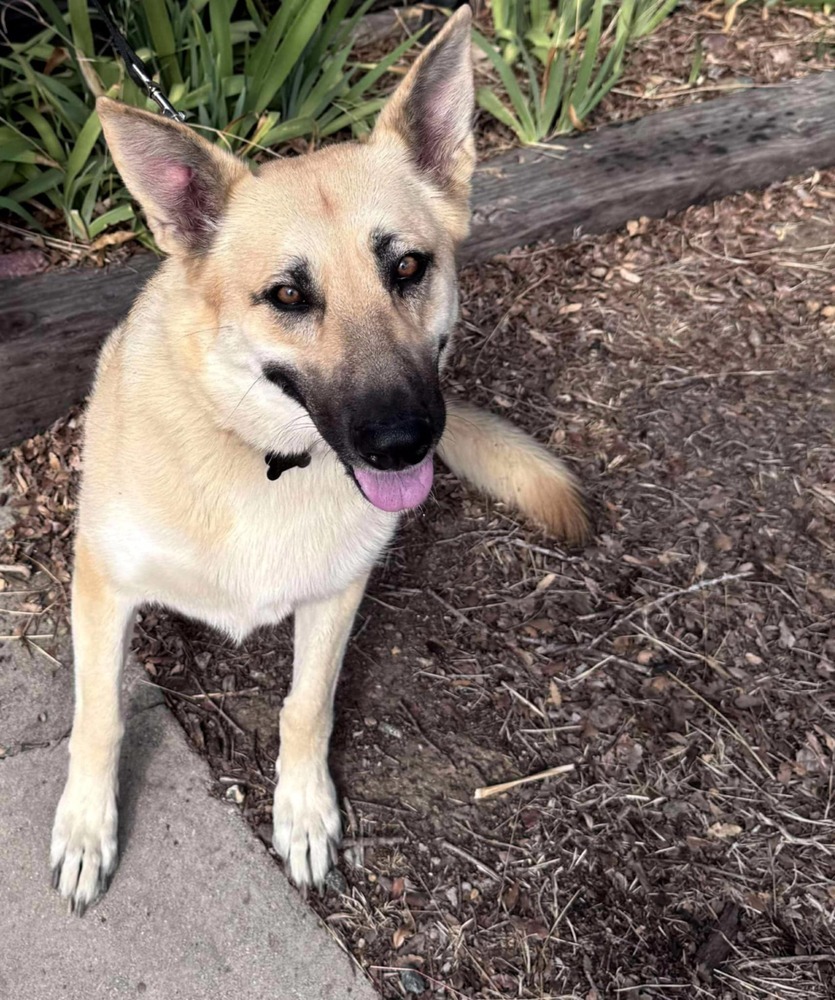 Sassy, an adoptable Pumi in Santa Clarita, CA, 91387 | Photo Image 2