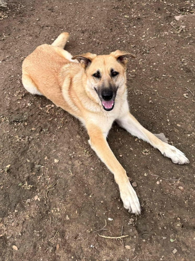 Heidi, an adoptable Pumi in Santa Clarita, CA, 91387 | Photo Image 1