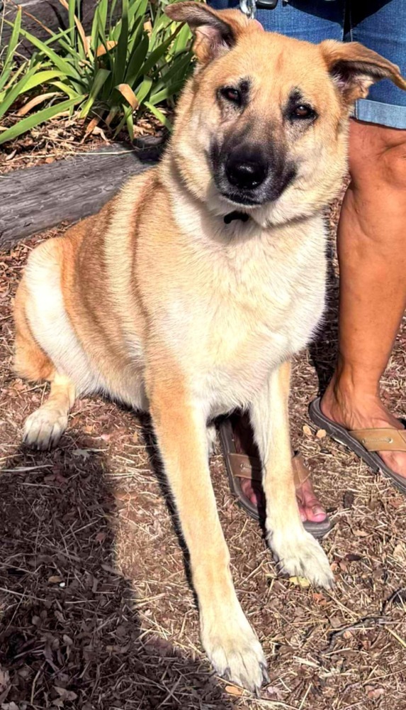 Heidi, an adoptable Pumi in Santa Clarita, CA, 91387 | Photo Image 2