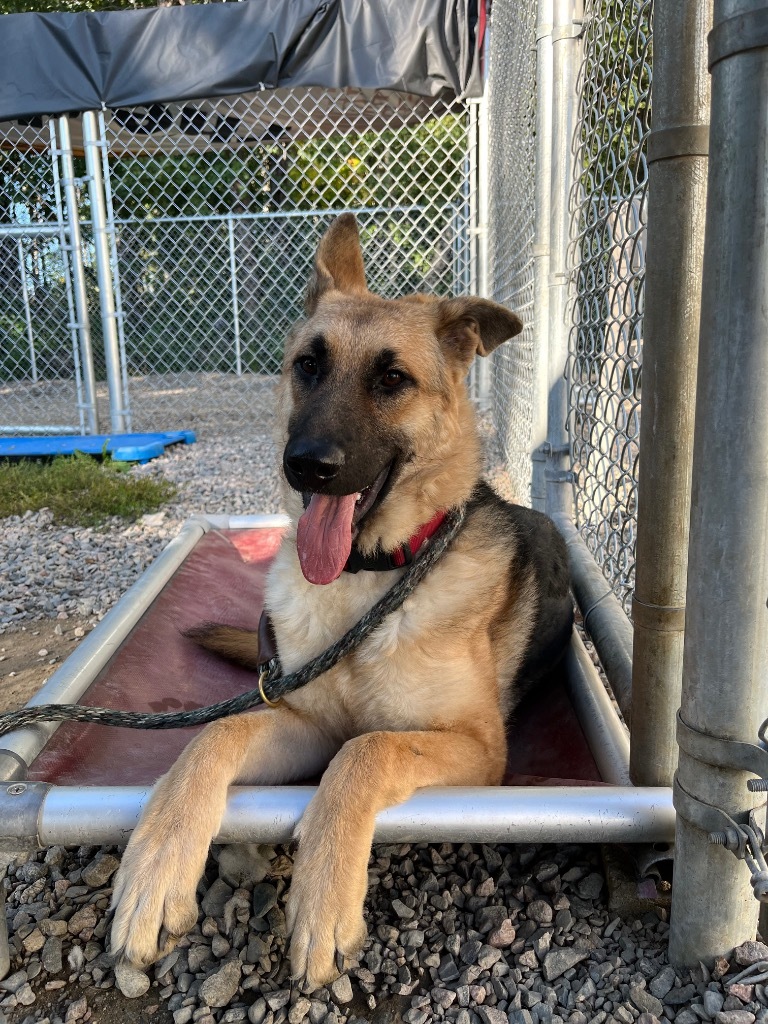 Ruby, an adoptable German Shepherd Dog, Mixed Breed in Virginia, MN, 55792 | Photo Image 1