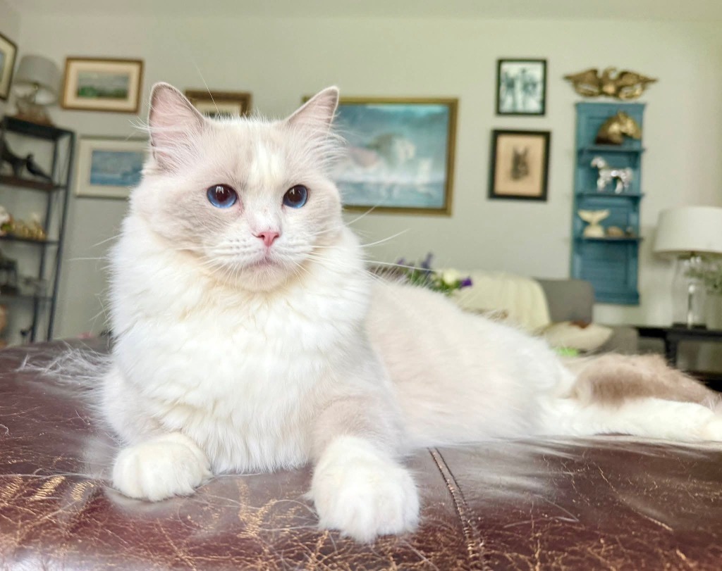 Princess, an adoptable Ragdoll in Darien, GA, 31305 | Photo Image 1
