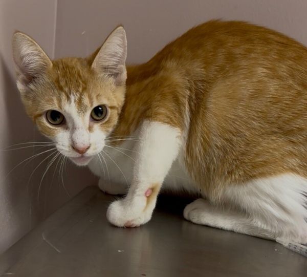 Hot Pocket thumbnail 2