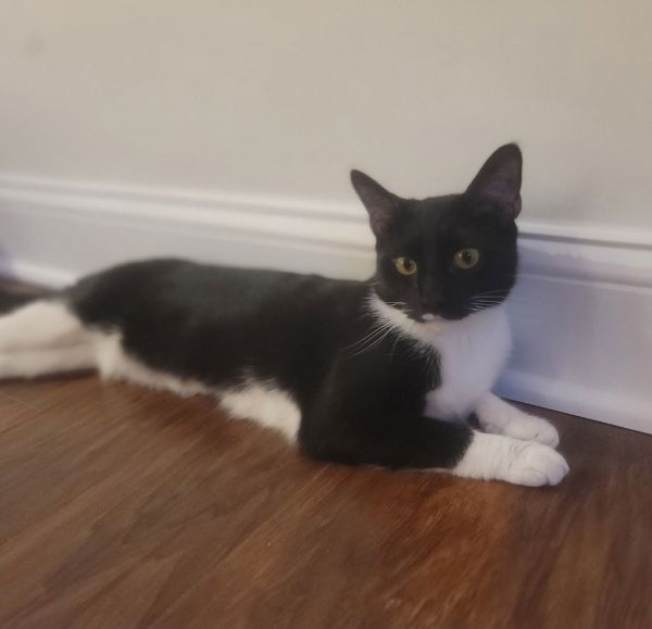 Maisey Felv+