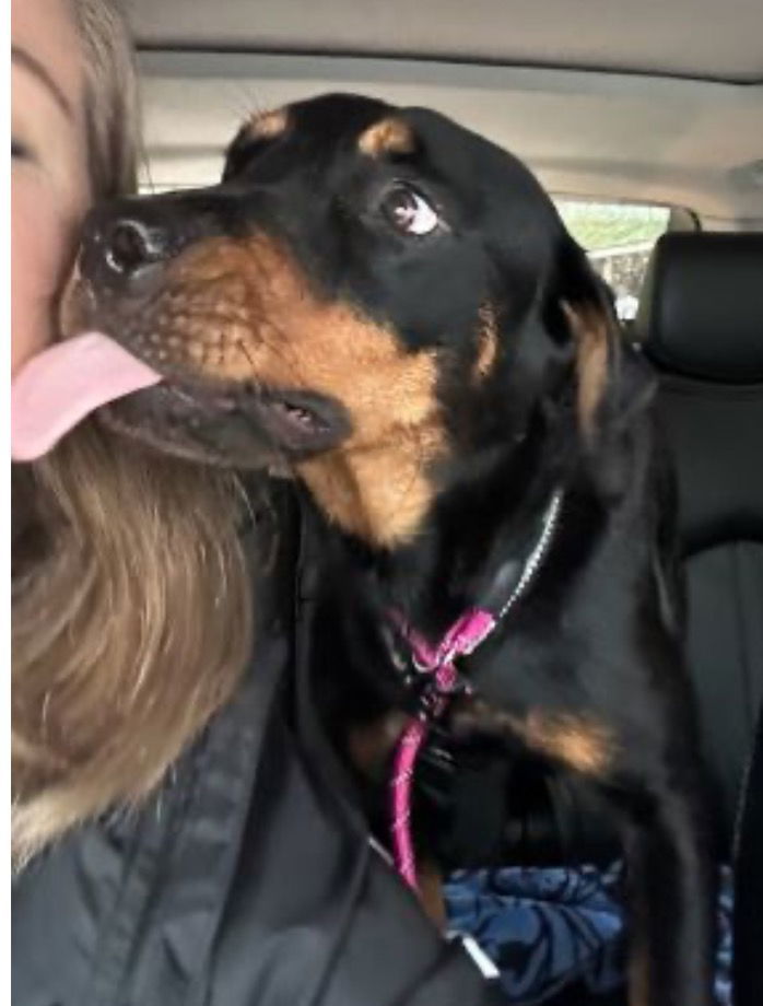 ALANI, an adoptable Rottweiler, Beauceron in Mount Laurel, NJ, 08054 | Photo Image 2