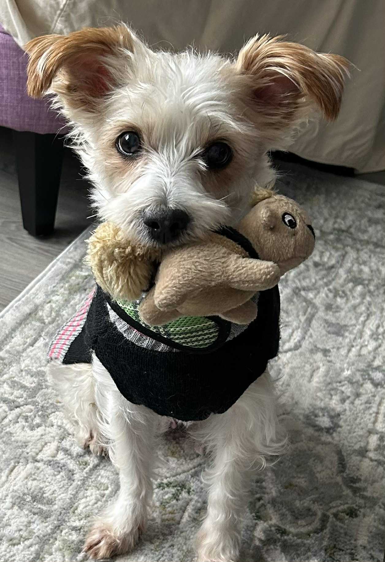 Chloe and Otis (bonded pair), an adoptable Morkie in Verona, NJ, 07044 | Photo Image 1