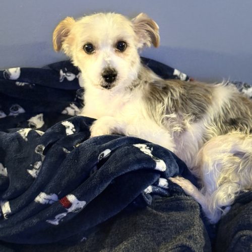 Chloe and Otis (bonded pair), an adoptable Morkie in Verona, NJ, 07044 | Photo Image 2