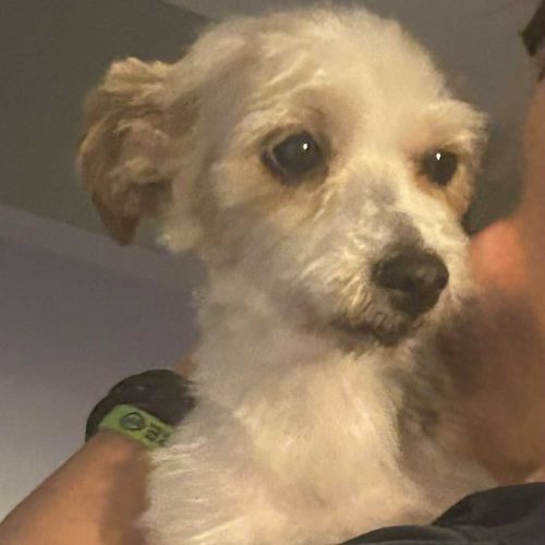 Chloe and Otis (bonded pair), an adoptable Morkie in Verona, NJ, 07044 | Photo Image 3