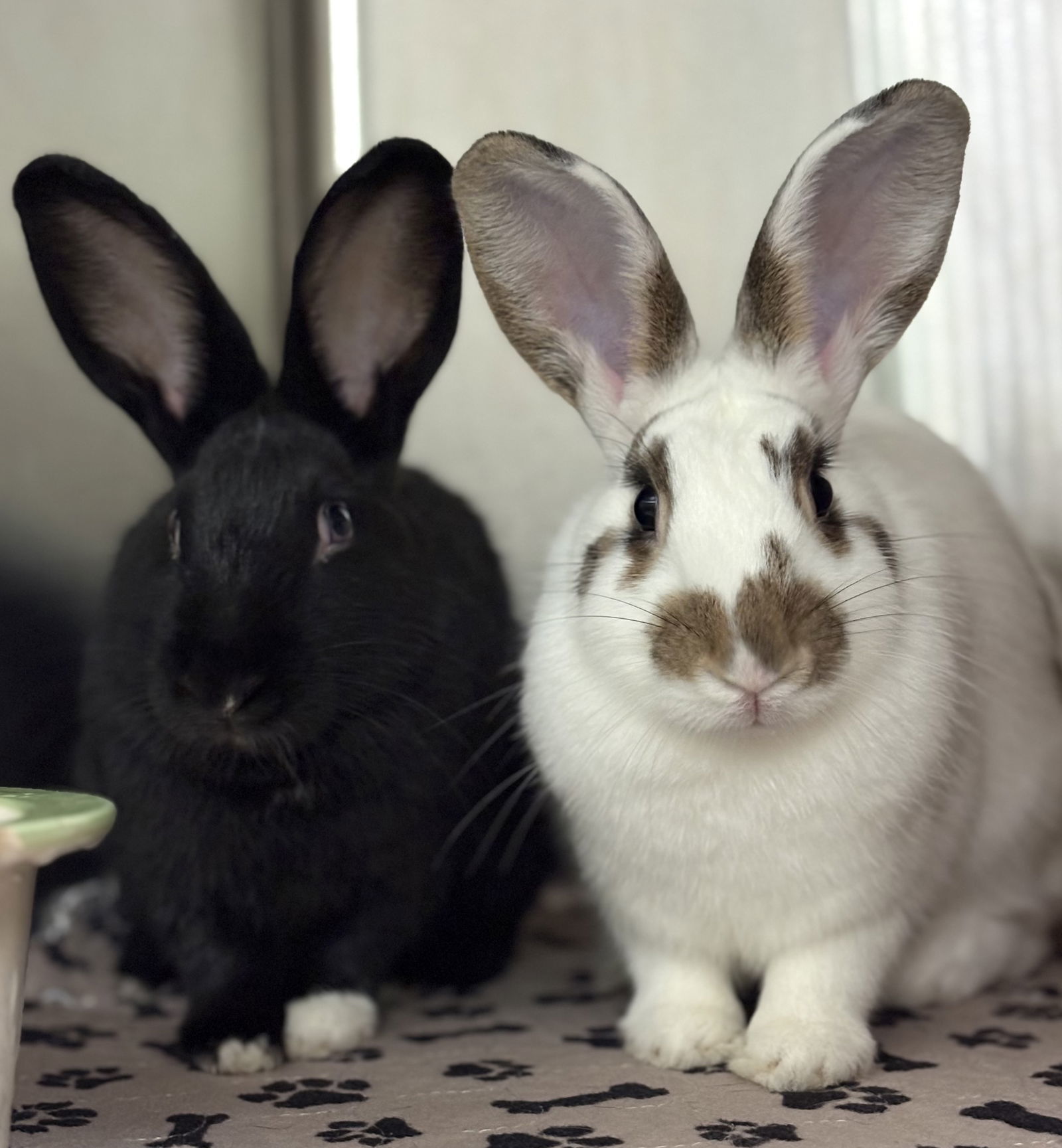 Firefly (bonded w/ Junebug)