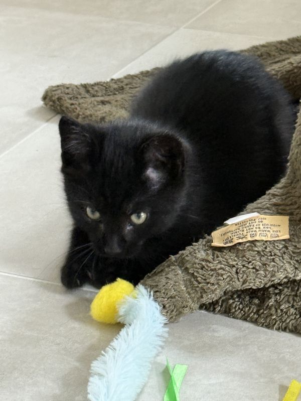 Zz Stewie Courtesy photo 1