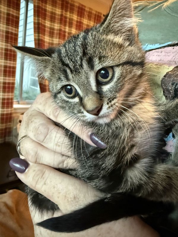 Zz Victoria Courtesy