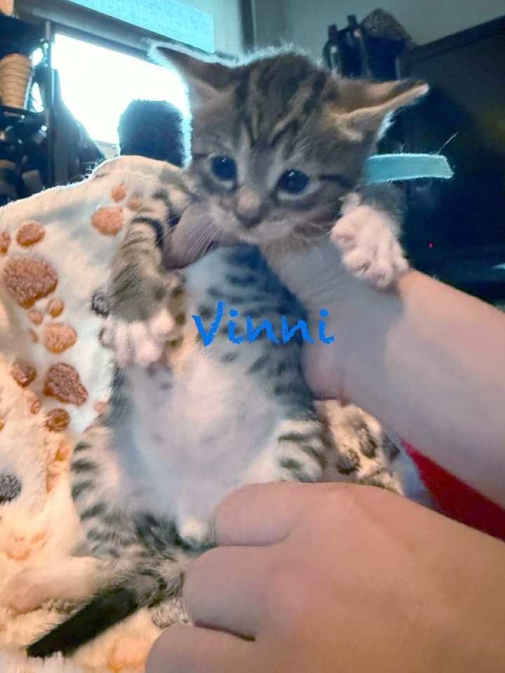 Vinni