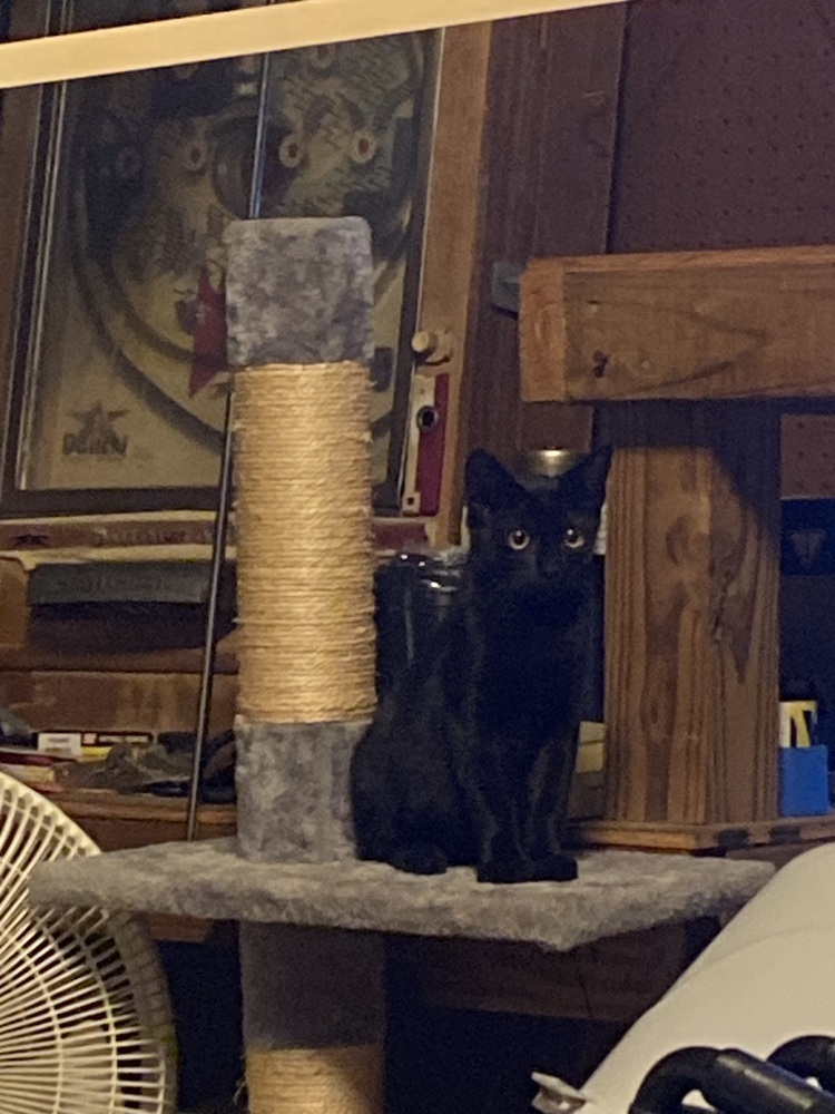 Deebo