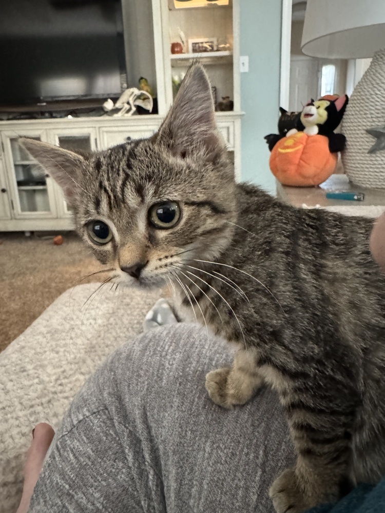 Lorelai