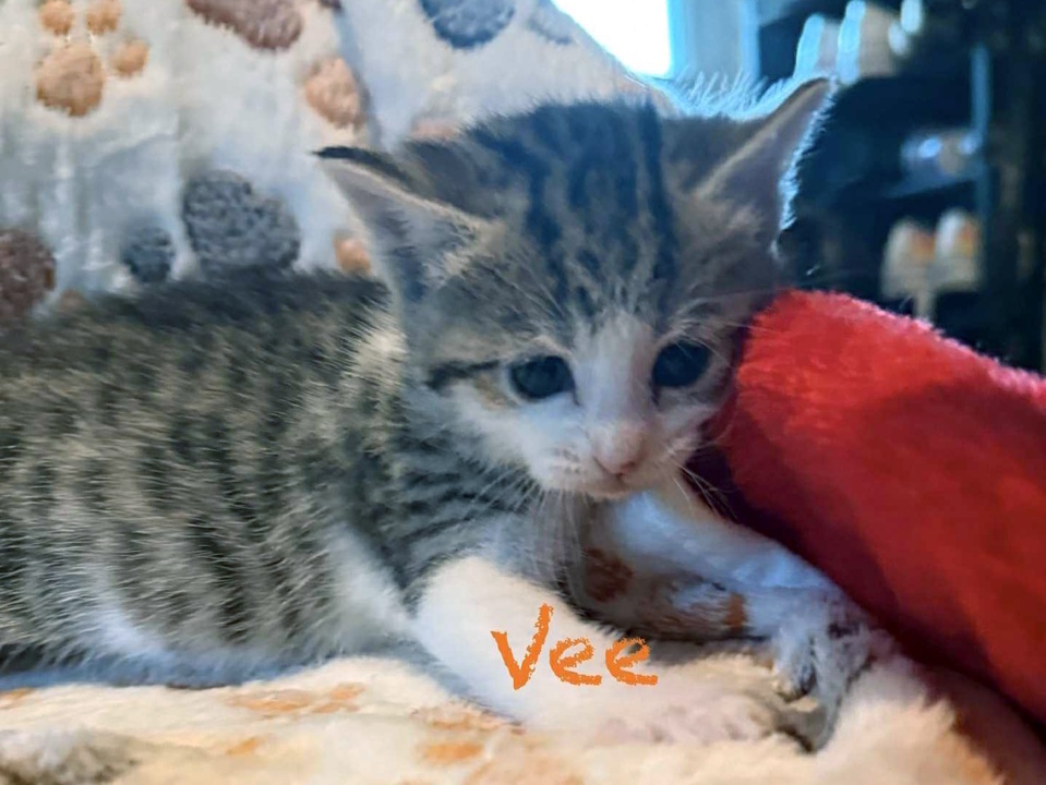 Vee