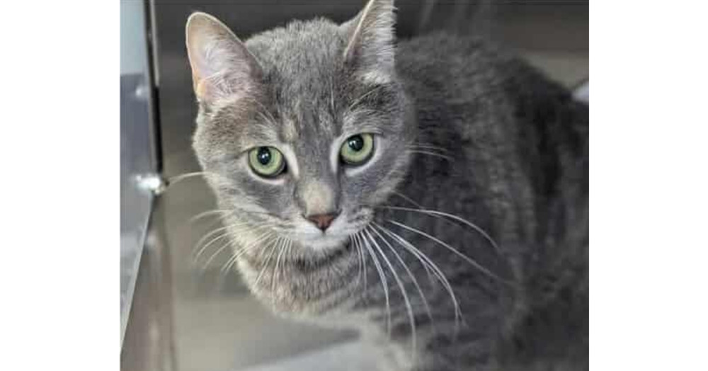 Meatball fka Mr. Burns