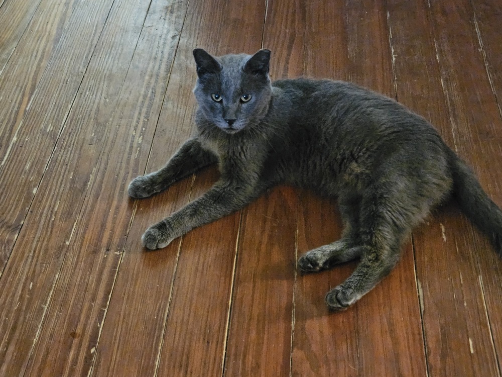 Ghost/Tippy