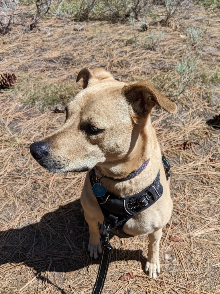 Tia