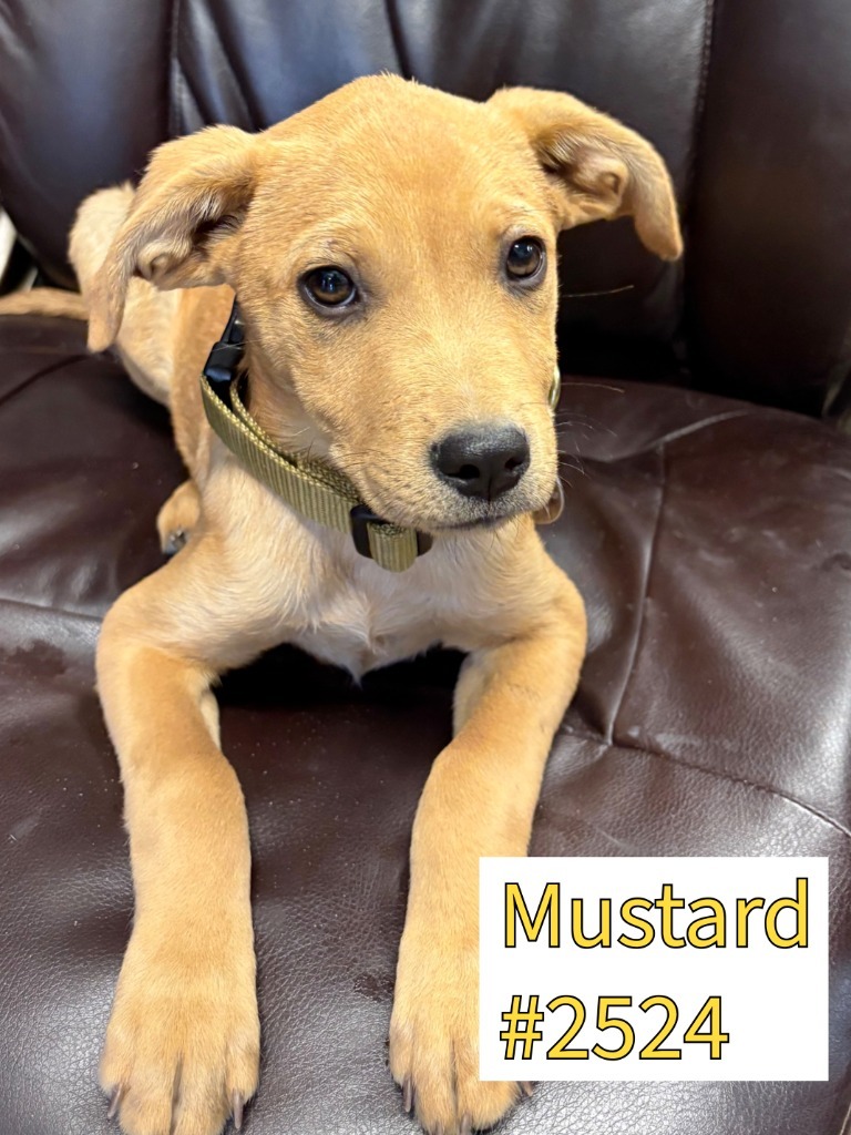 Mustard