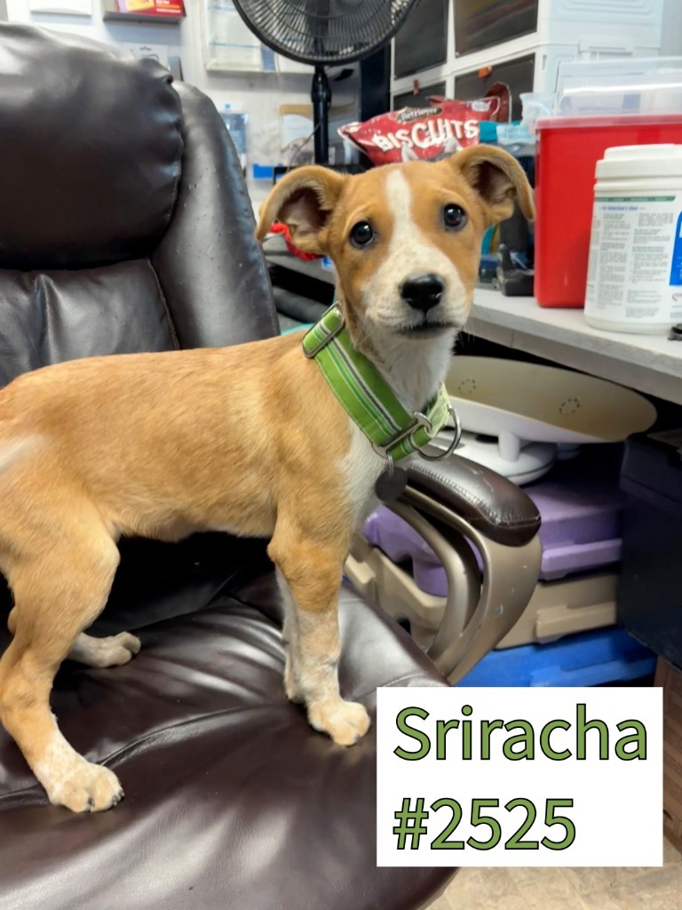 Sriracha