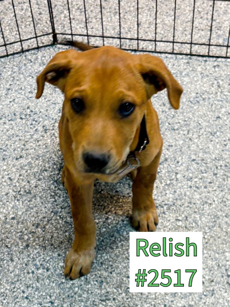 Relish