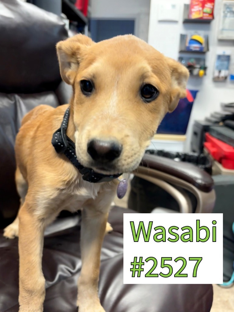 Wasabi