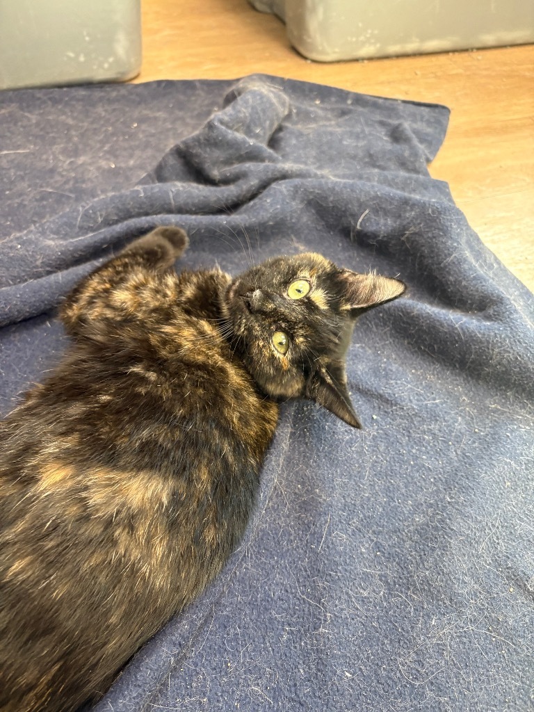 Sunderland, an adoptable Domestic Short Hair in Corpus Christi, TX, 78414 | Photo Image 1