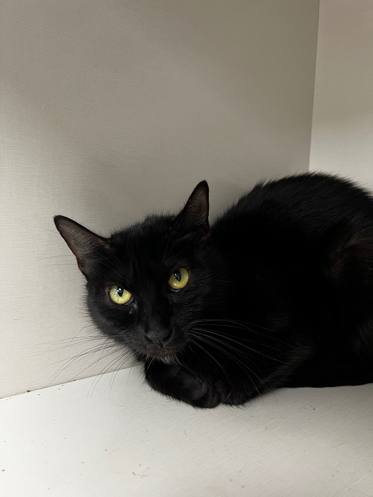 Mable, an adoptable Domestic Short Hair in Corpus Christi, TX, 78414 | Photo Image 1