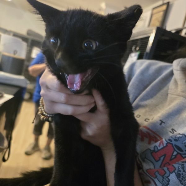 Mischief thumbnail 2