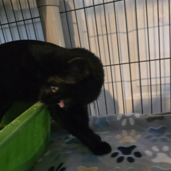 Midnight thumbnail 2