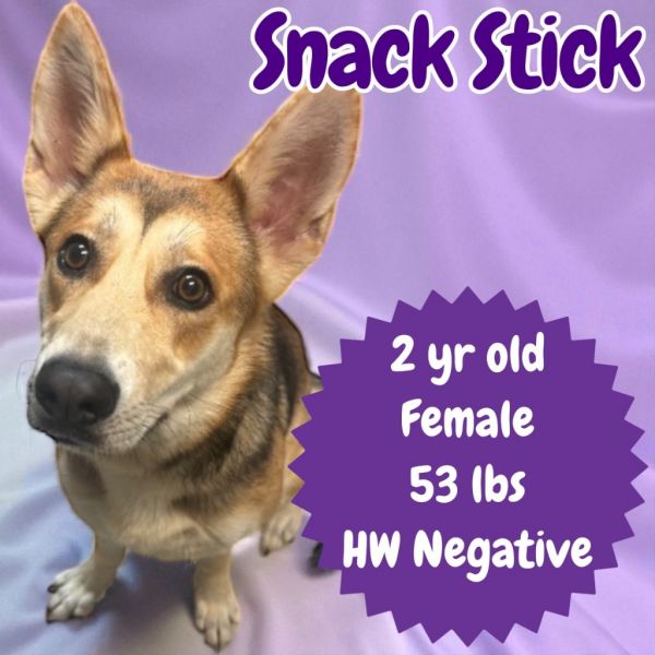 Snack Stick