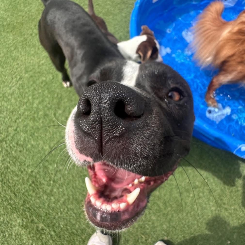 Delilah, an adoptable Pit Bull Terrier, Boxer in Dodge City, KS, 67801 | Photo Image 1
