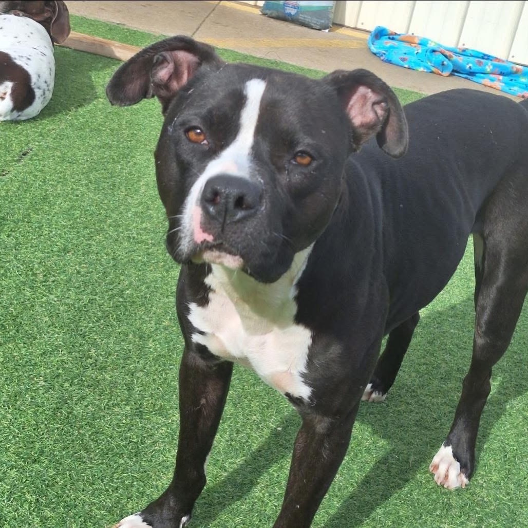 Delilah, an adoptable Pit Bull Terrier, Boxer in Dodge City, KS, 67801 | Photo Image 2