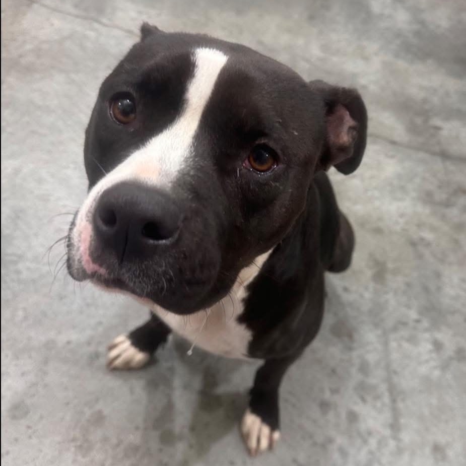 Delilah, an adoptable Pit Bull Terrier, Boxer in Dodge City, KS, 67801 | Photo Image 3