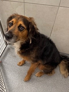 Rover Yrly thumbnail 2